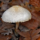 Hayedo de Montejo, los colores del otoño